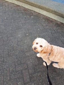 Dog walking on-leash smiling