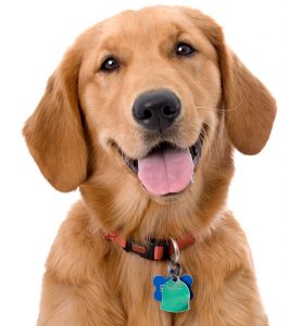 Golden Retriever dog wearing a collar, license and ID tags.