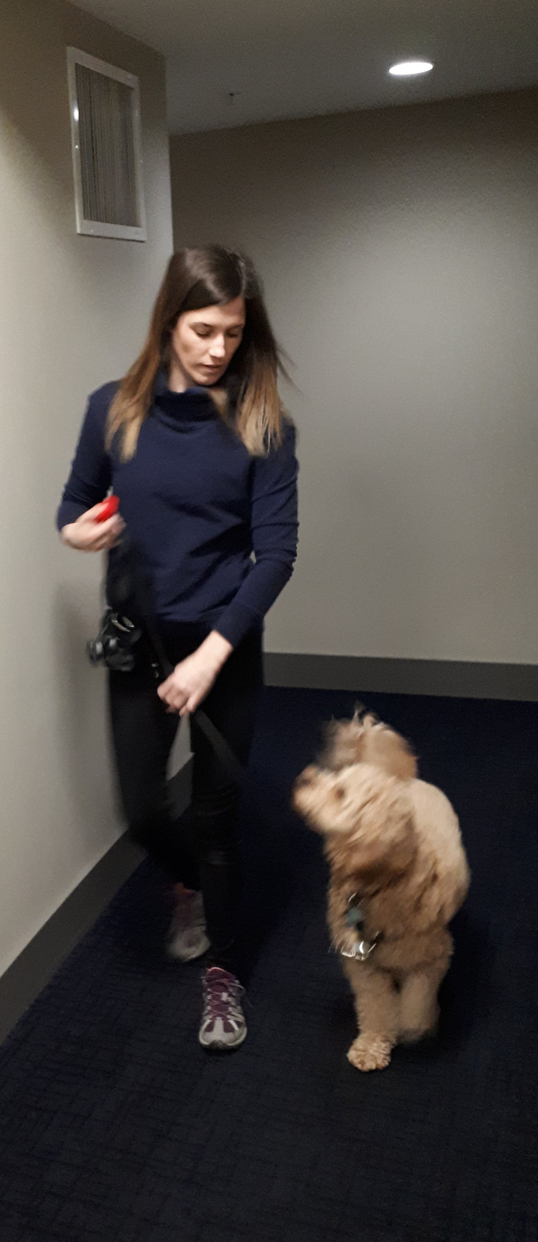 How to Teach Your Dog to Heel Steps to Keeping Your Dog at Your Side