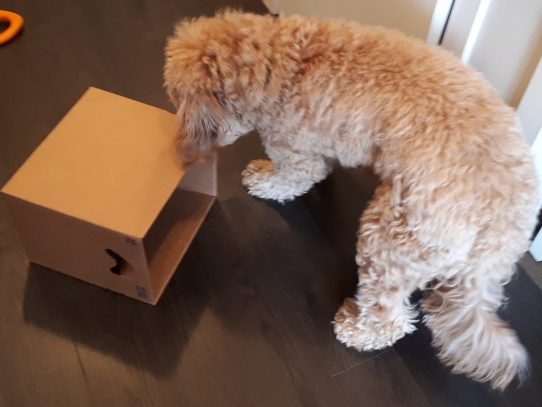 Goldendoodle playing with a box