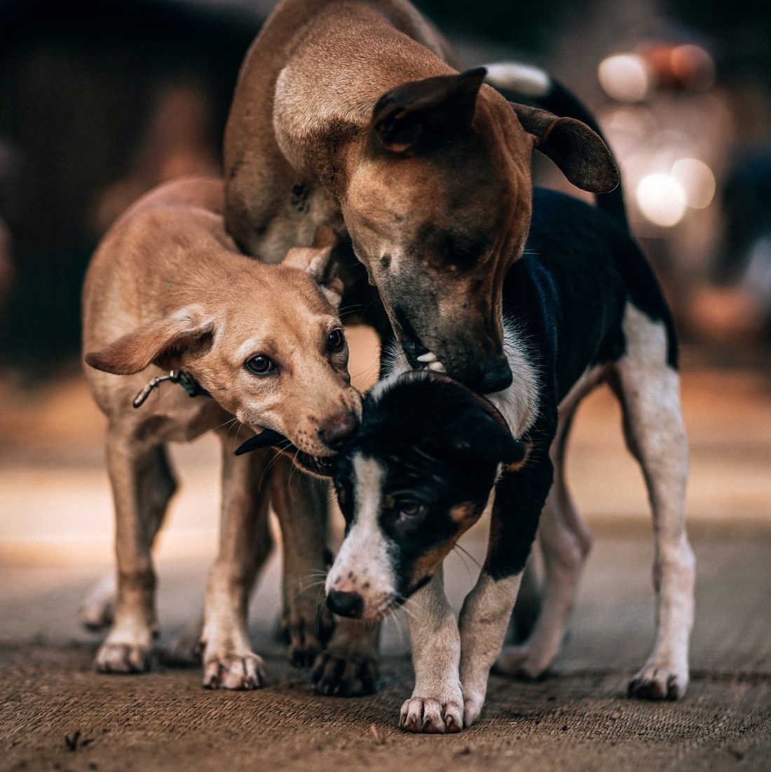 How do Dogs Communicate with Each Other ? Good Heels Dog Walking