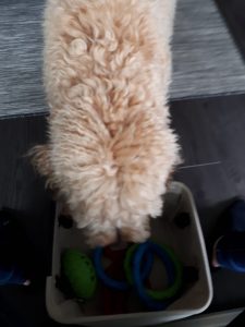 Goldendoodle putting his toys in toy box