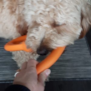 goldendoodle and owner playing tug of war