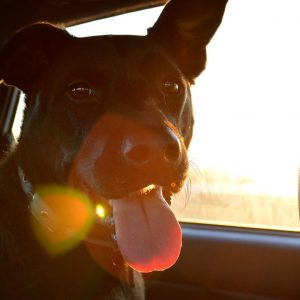 Dog in car with sun beam on him
