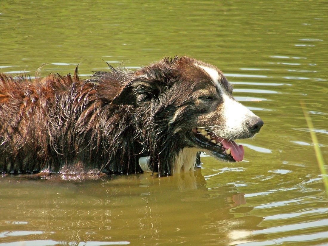 Brown dog in water