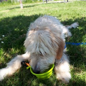 Goldendoodle laying in grass drinking water from a collapsible bowl