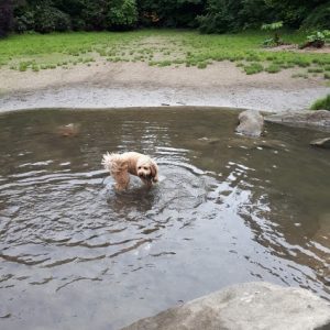 Goldendoodle in pond at Charleson Park Vancouver, B.C