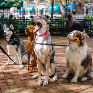 Dog hot sale walking groups