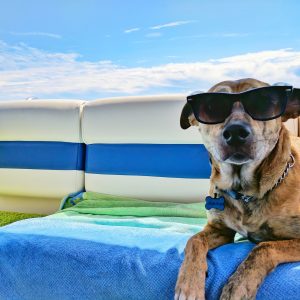 Dog wearing sunglasses laying on a boat