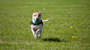 Dog running in a field with a green ball in his mouth 