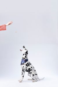 Dalmation sitting for a treat