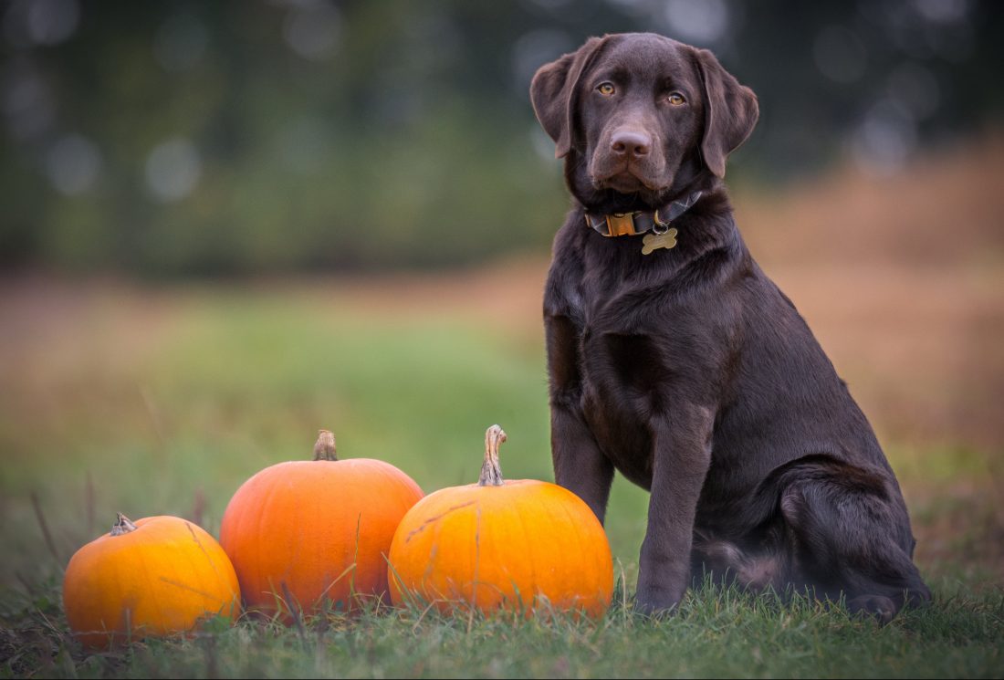 chocolate lab sitting in field with pumpkins