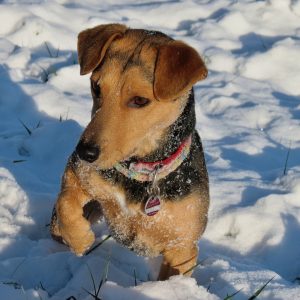 Small Terrier dog lifting paw out of snow