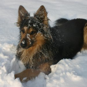 German Shepherd mix dog laying in snow